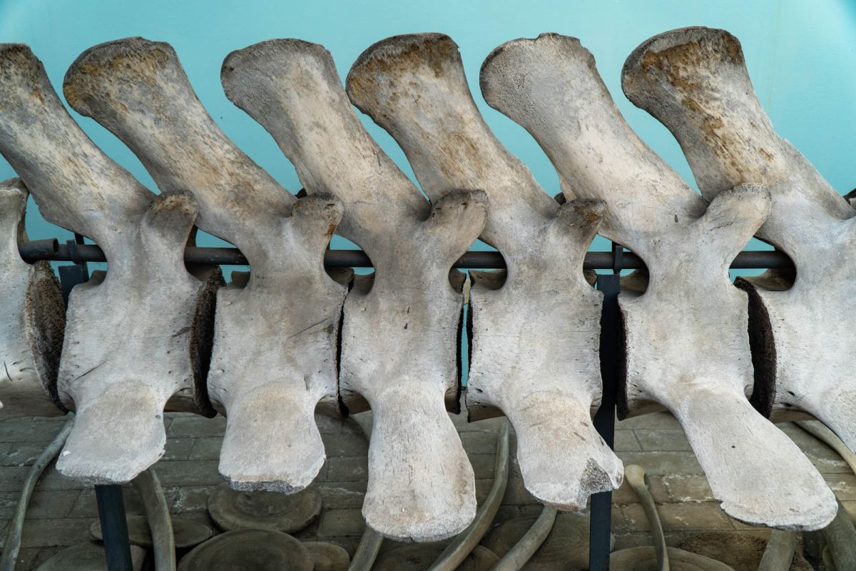 Государственный Музей Аджарии имени Харитона Ахвледиани