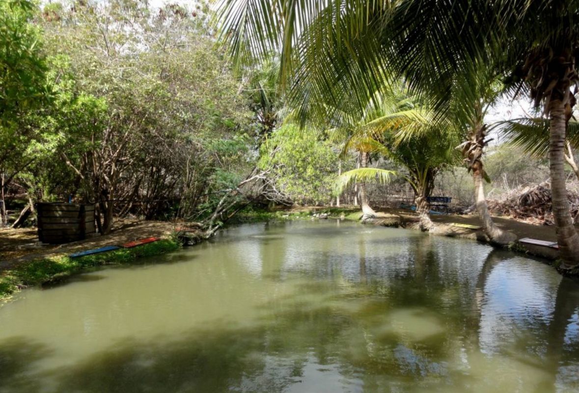 Эко-ферма Мими (Mimi's Eco Farm)