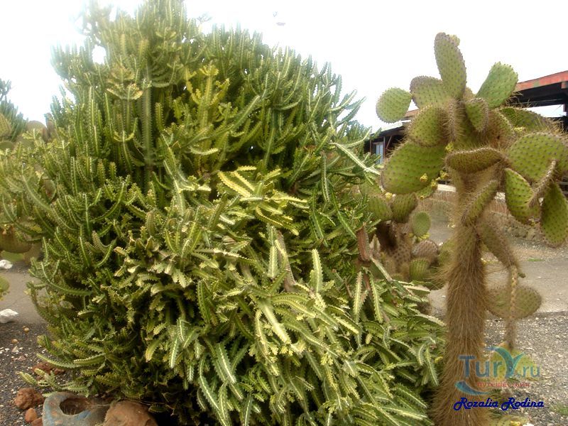 Аэропорт на о.Балтра