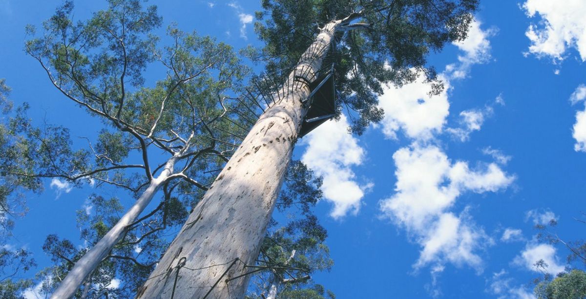 Восхождение на вершину деревьев в Пембертоне