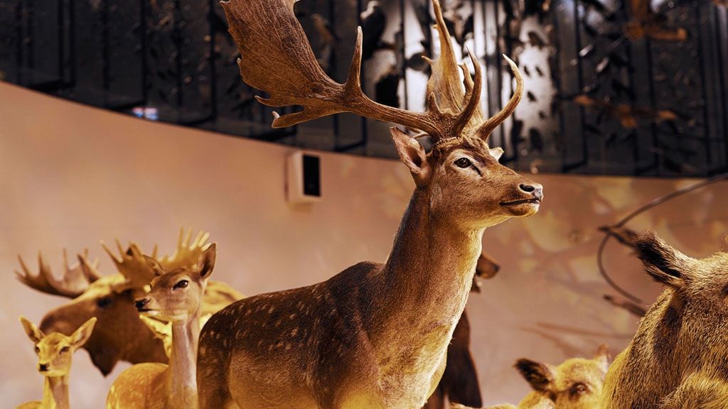 Музей естественной истории