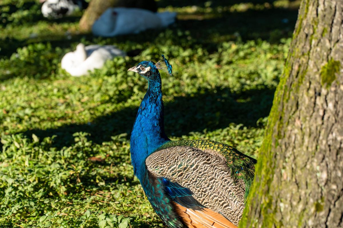 Птичий питомник