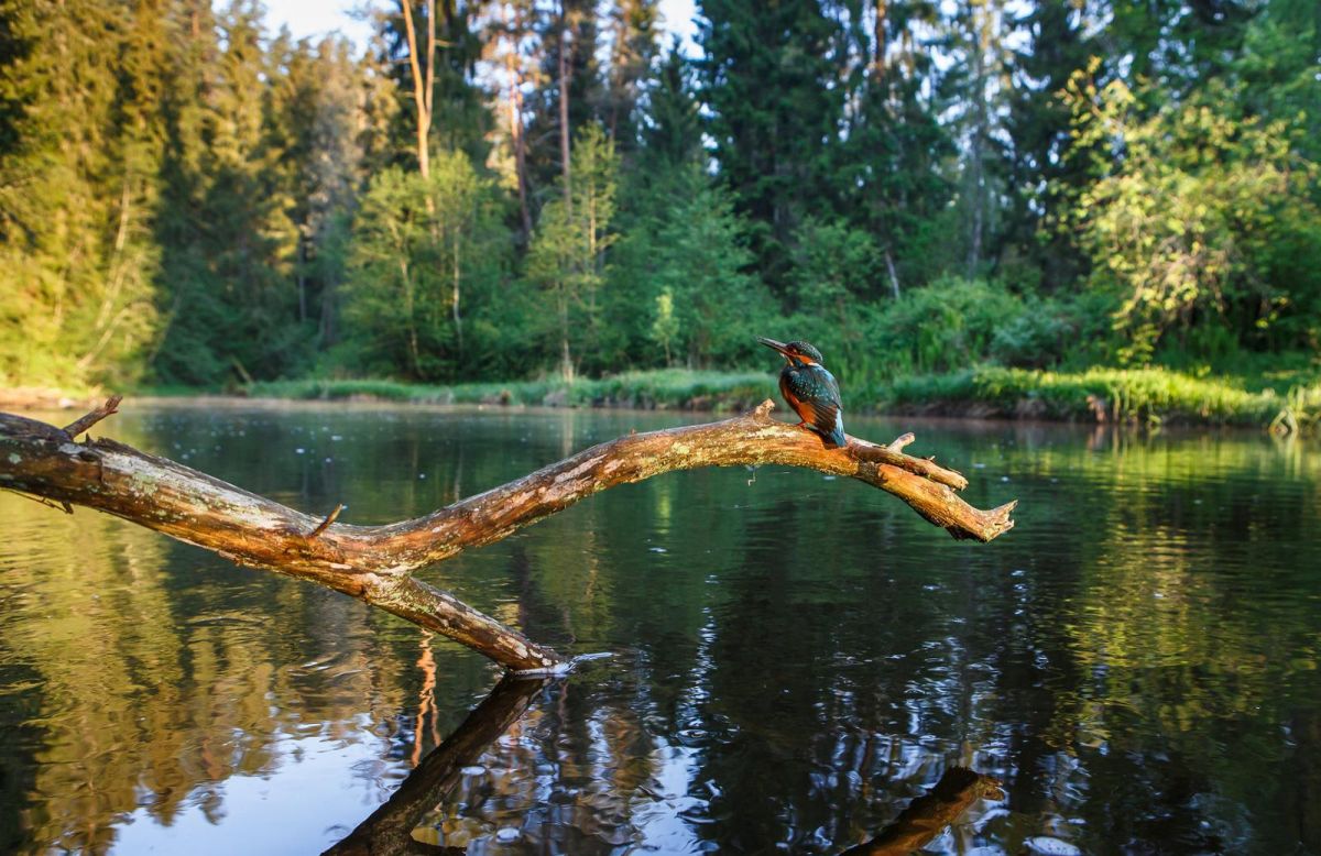 Большая Таэваскода