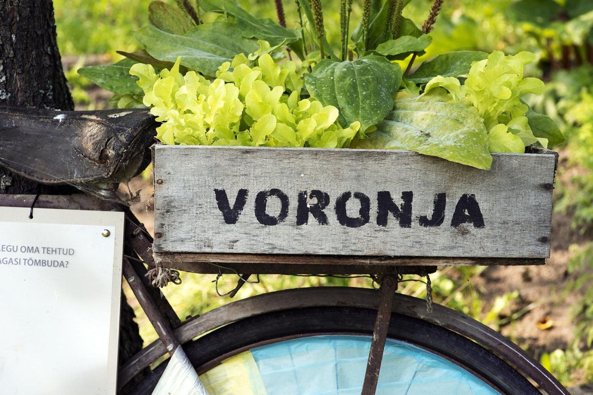 Галерея Voronja