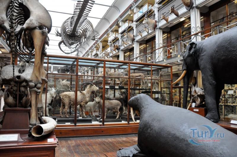 Музей Истории Естествознания