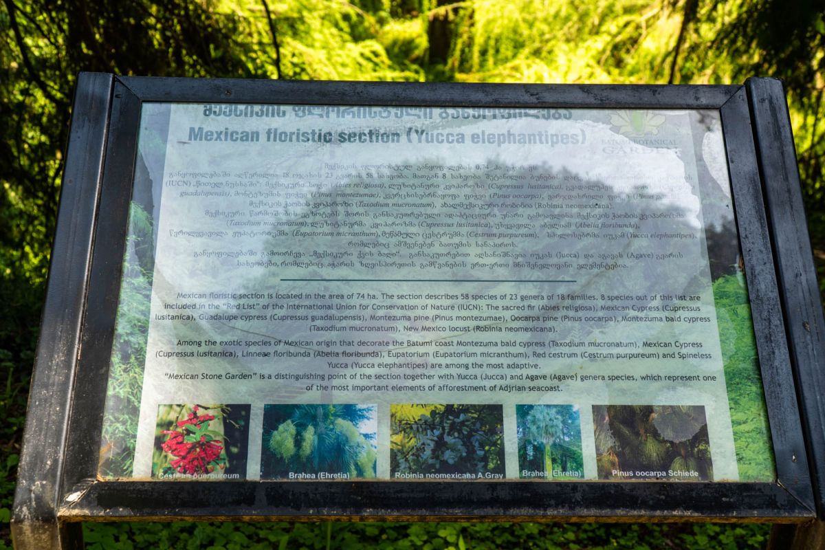 Батумский ботанический сад