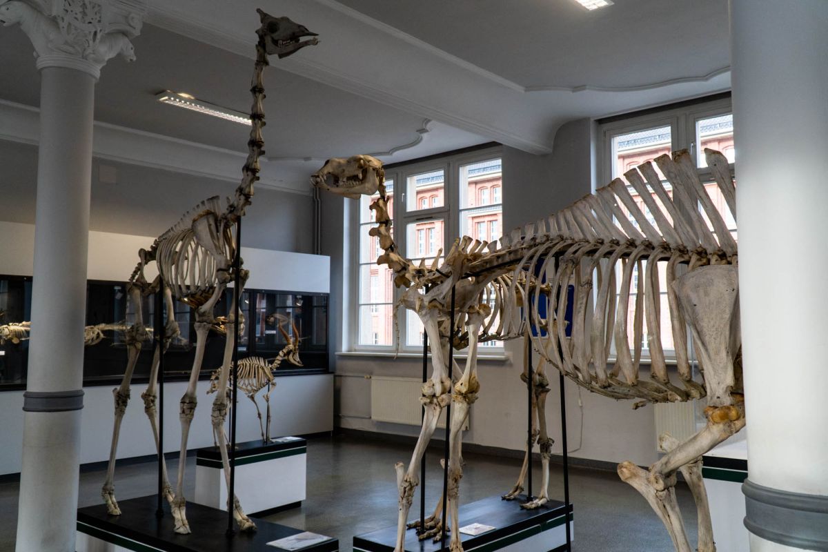 Музей естественной истории Вроцлавского университета