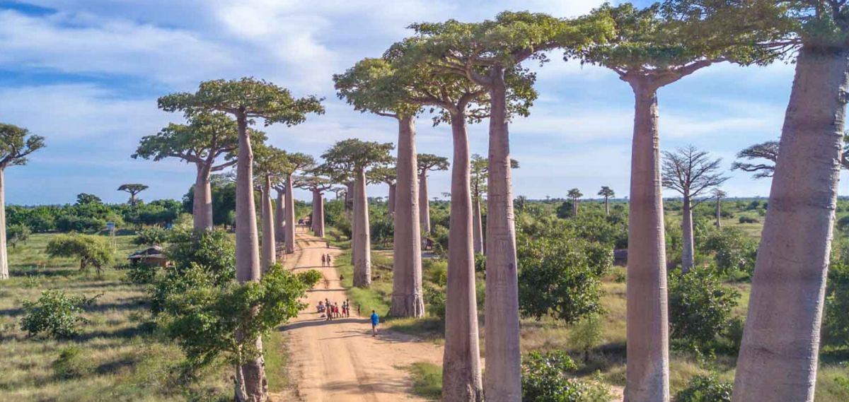 Аллея баобабов