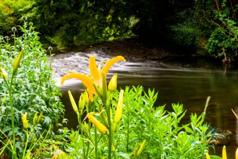 Дублинский ботанический сад