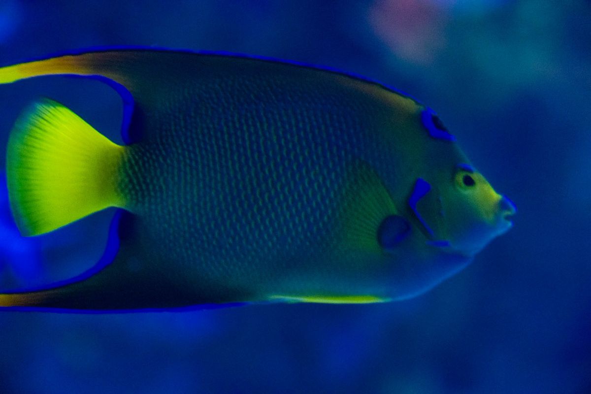 Океанографический парк Валенсии