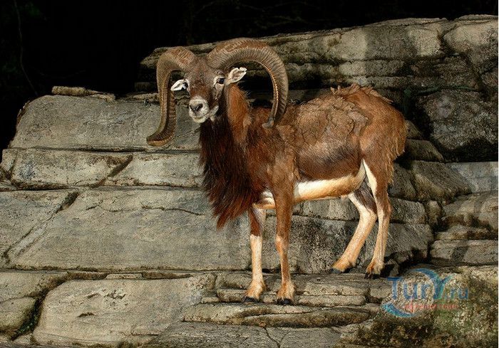 Сингапурский Зоопарк