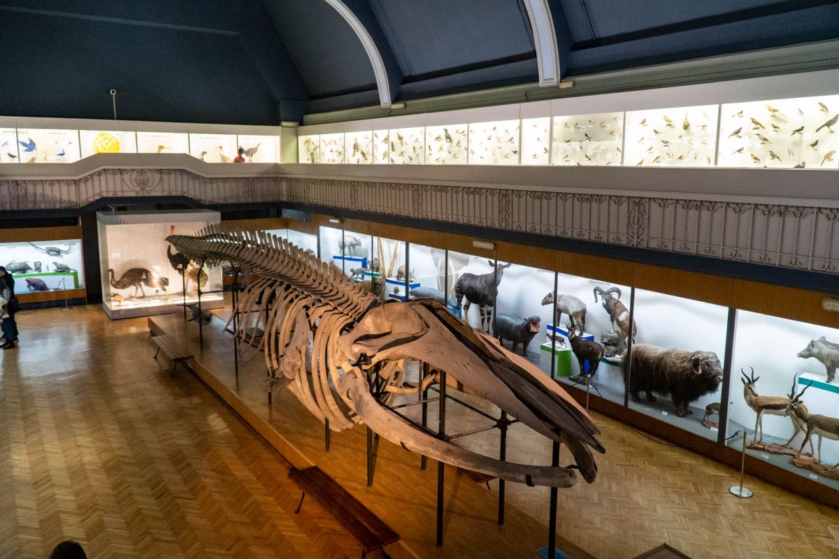 Музей естественной истории Вроцлавского университета