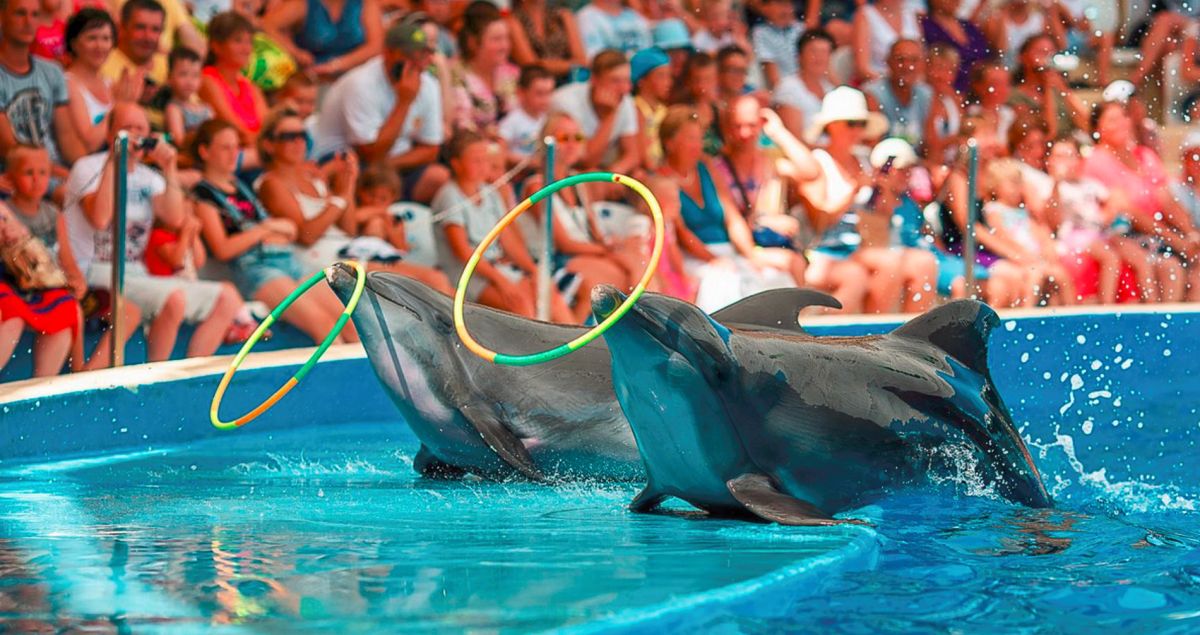 Анапский дельфинарий Немо