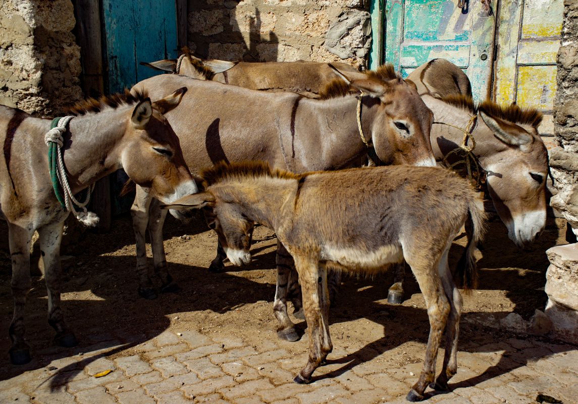 Ослиный заповедник