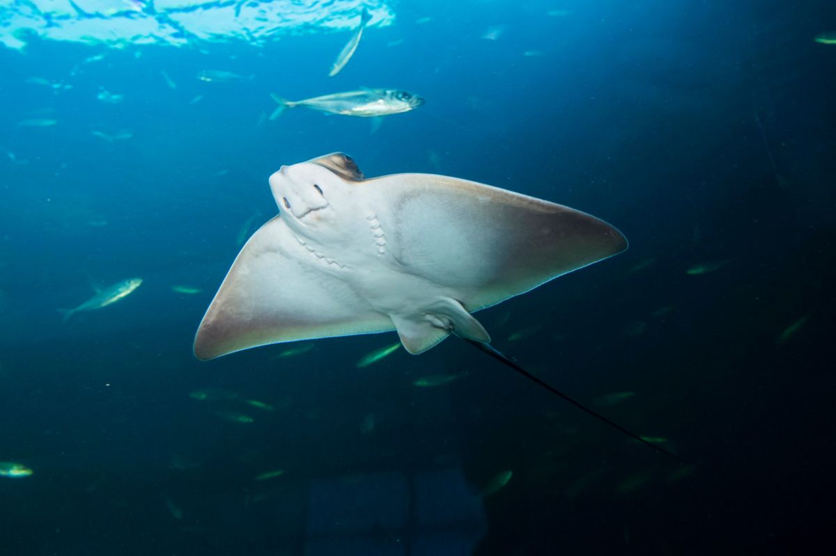 Морской дом