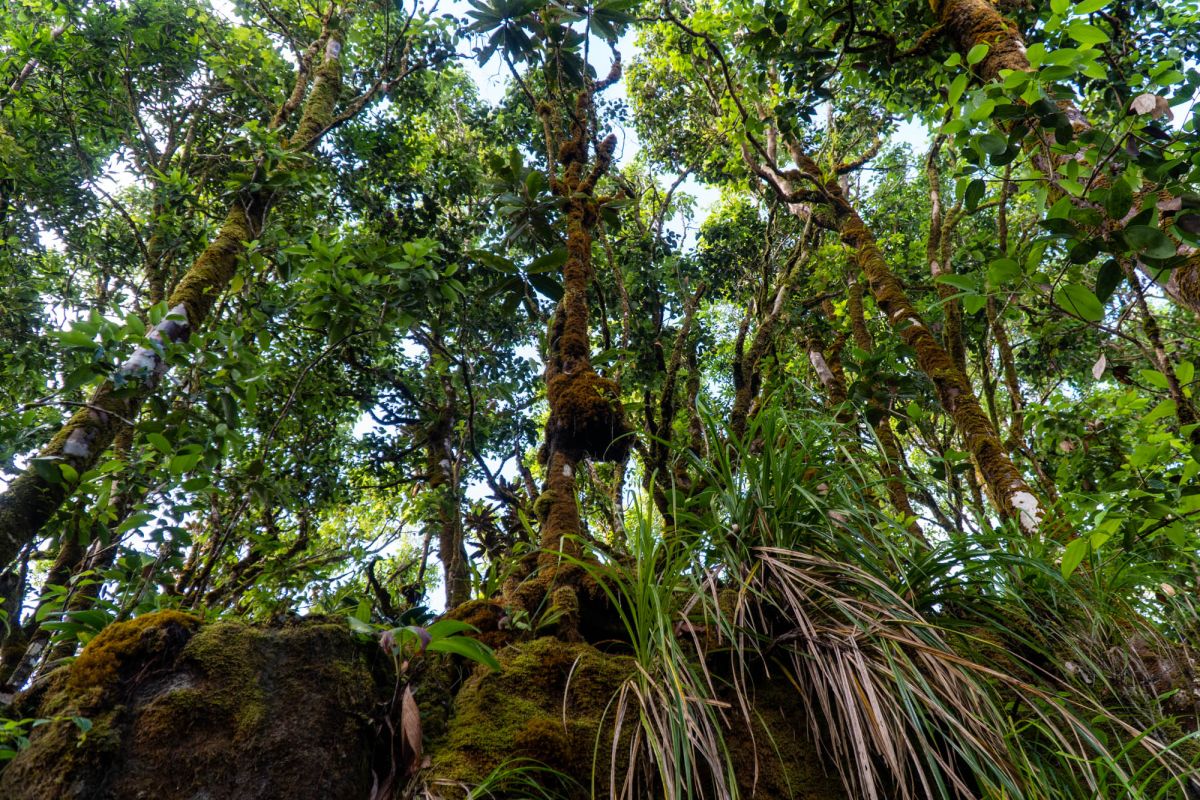 Национальный парк Морн Сейшелуа