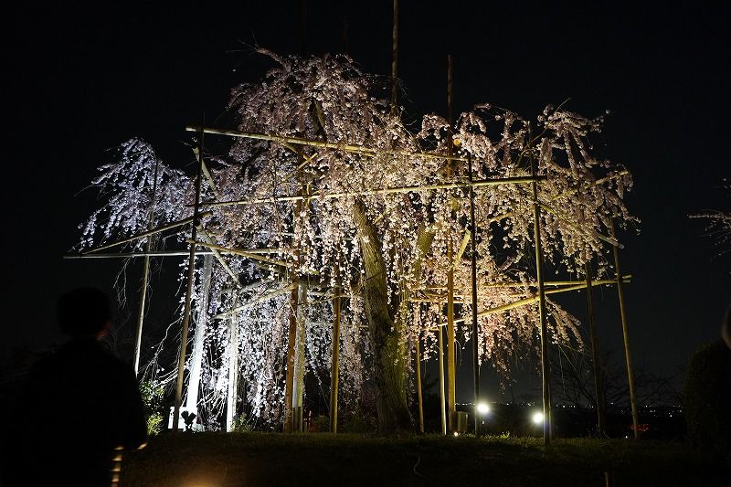 Ботанический парк города Удзи