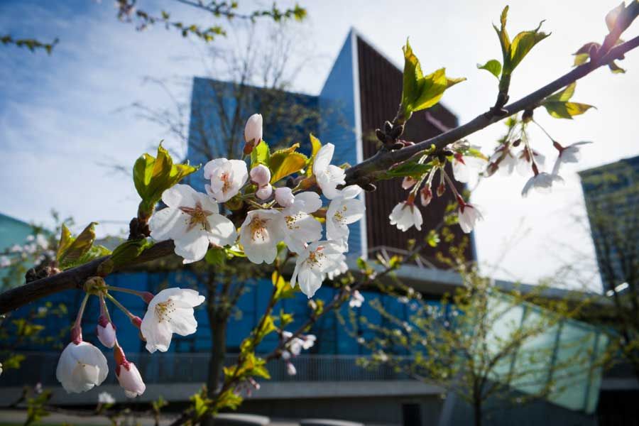 Парк сакуры Тиунэ Сугихары