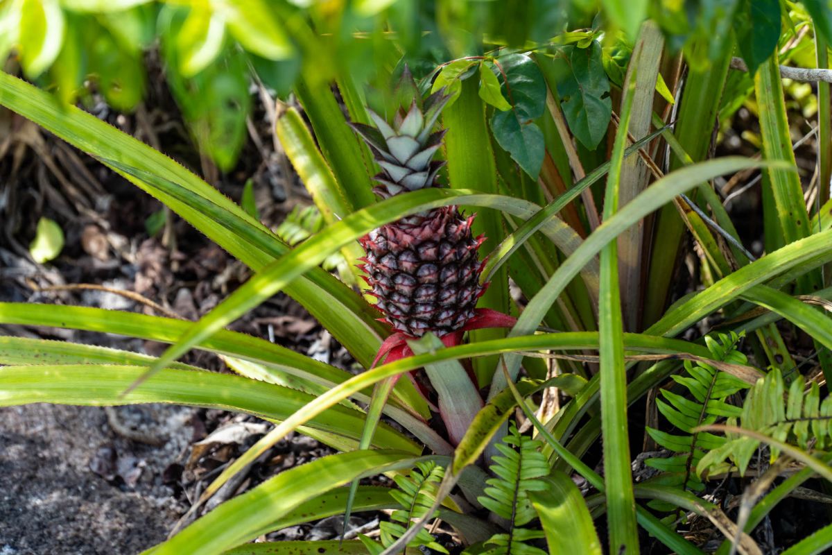 Гласис Ла Резерв Трейл