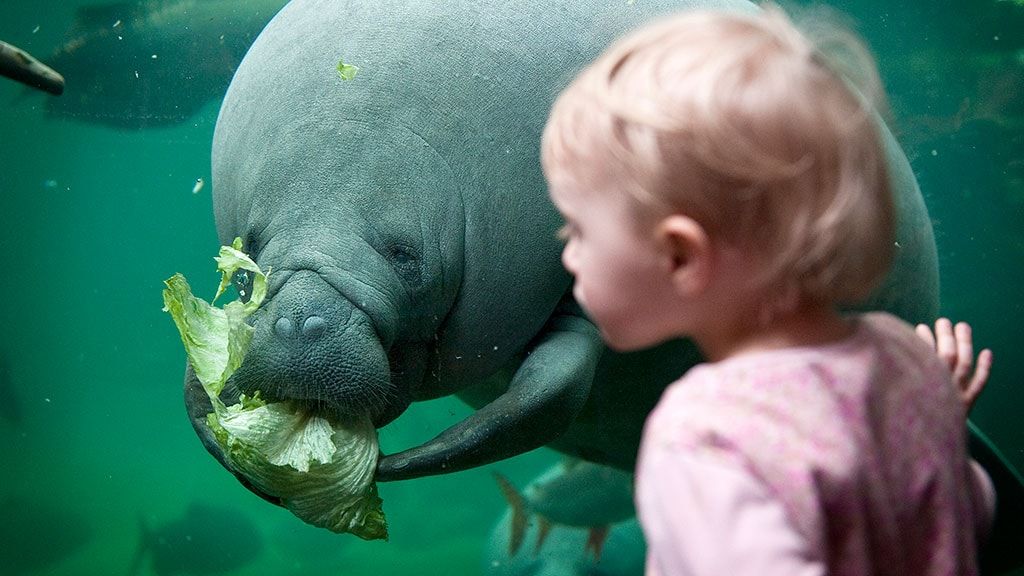 Рандерс Регнсков - Тропический зоопарк