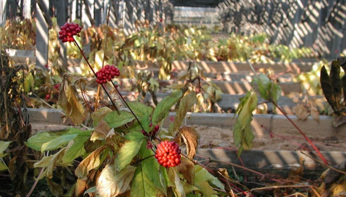 Плантация женьшеня ПАНАКС