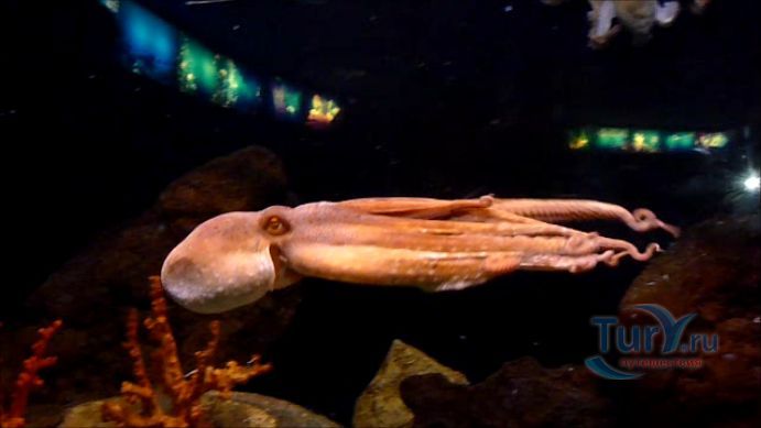 Аквариум Барселоны