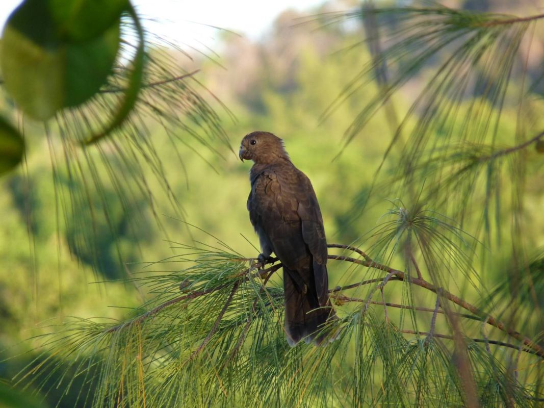 Валле-де-Мэй (Майская Долина)