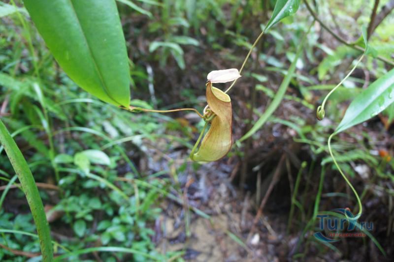 Заповедный тропический лес Коттава