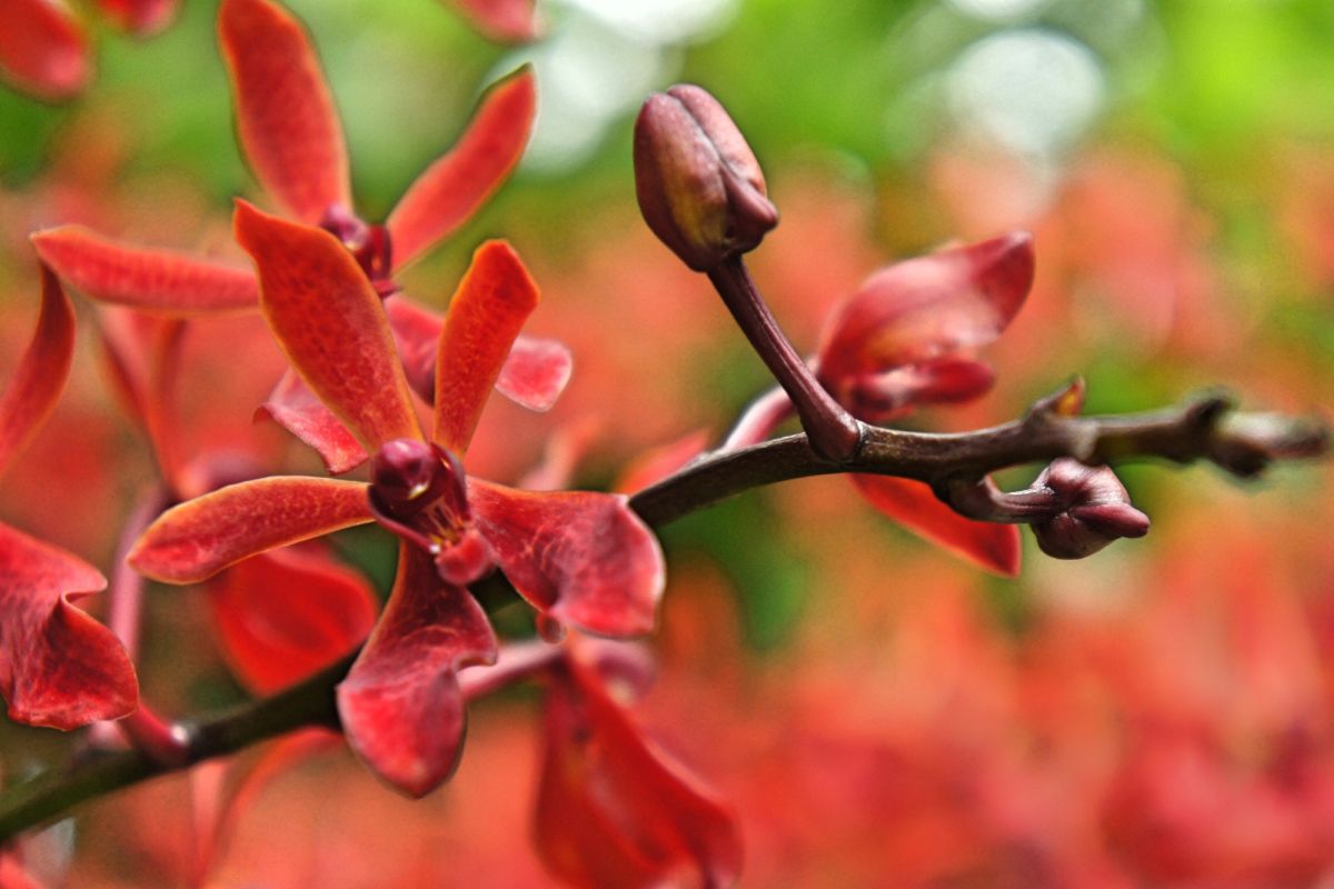 Национальный сад орхидей Сингапура