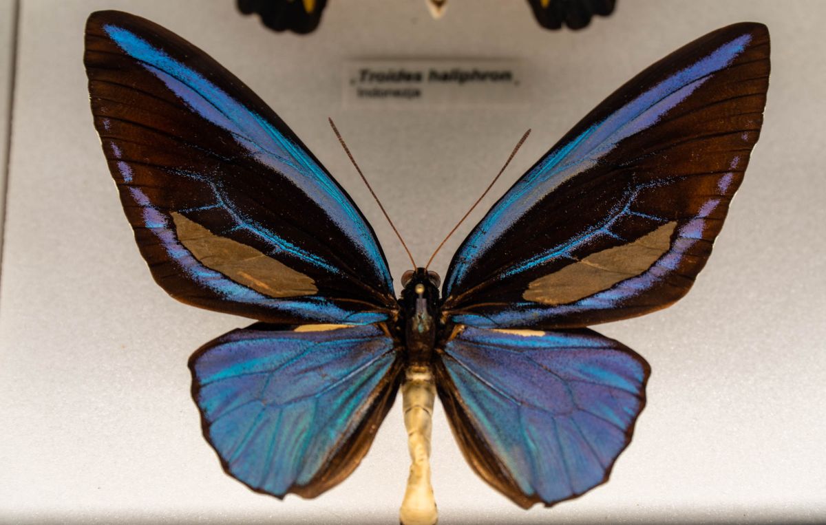 Музей естественной истории Вроцлавского университета