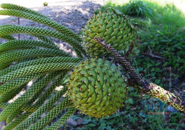 Ботанический сад острова Норфолк