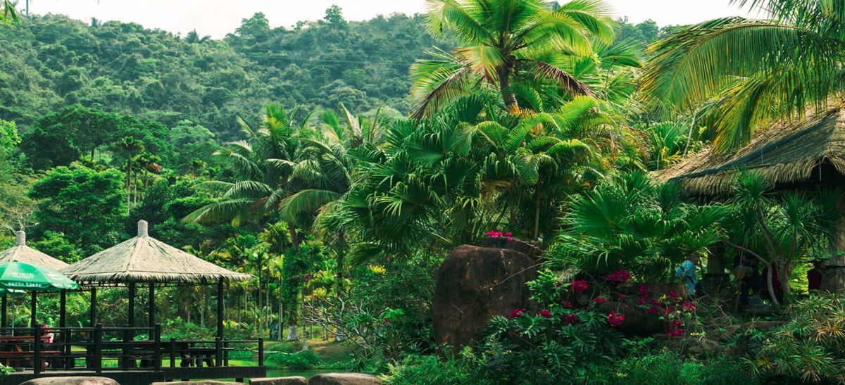 Тропический лес Янода