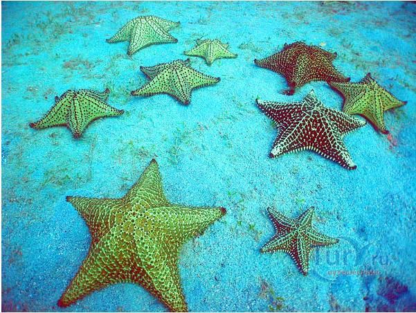 Затонувшие суда: испанский галеон 