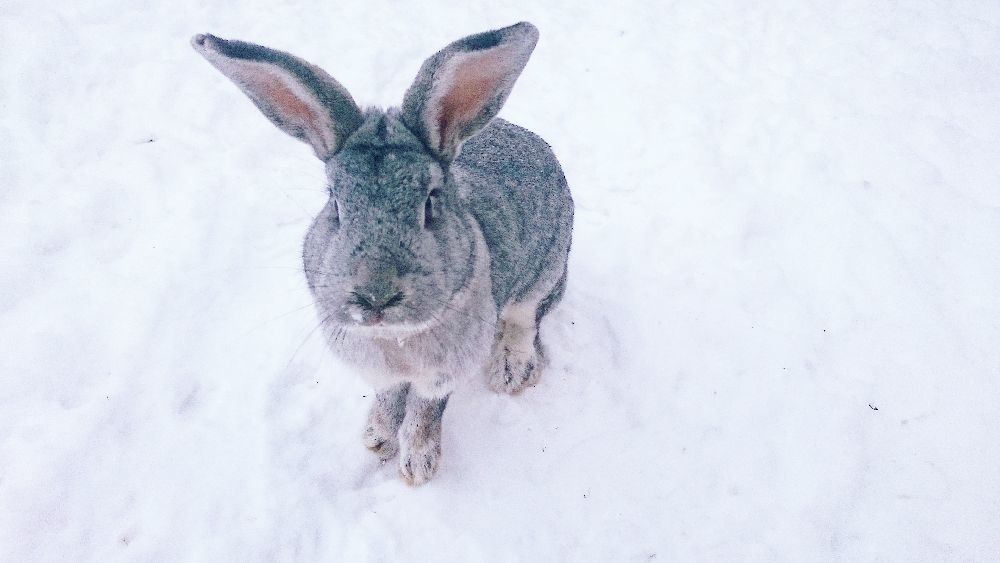 Зоопарк хутора Калласте