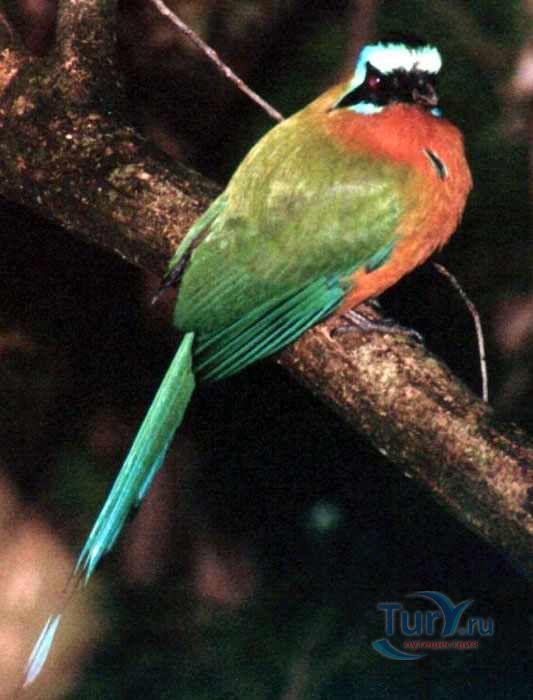 Лесной Резерв Тобаго (Tobago Main Ridge Forest Reserve)