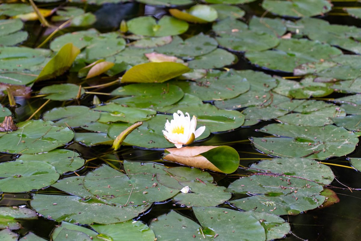 Сады Монфорт