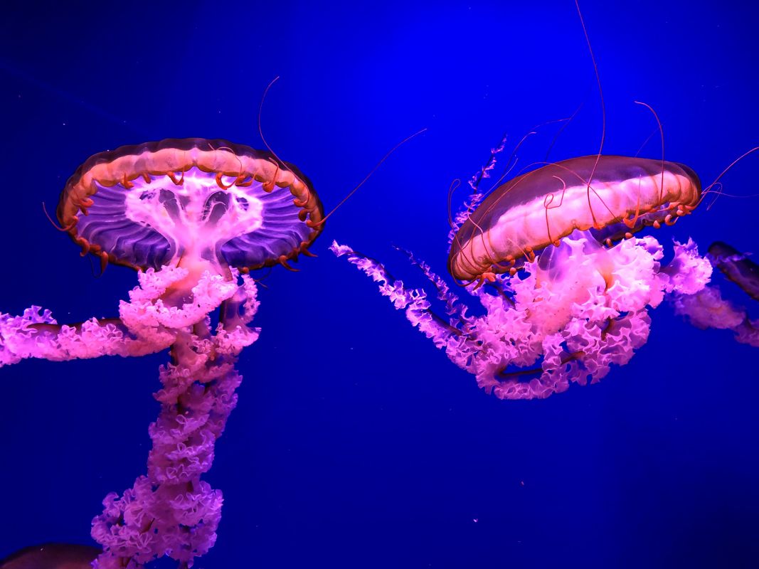 Музей Медуз