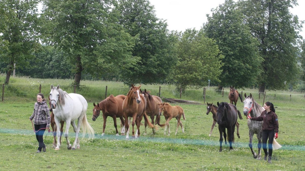 Хеймталиское коневодство