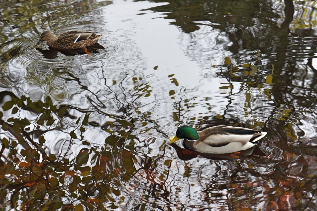 Верманский парк