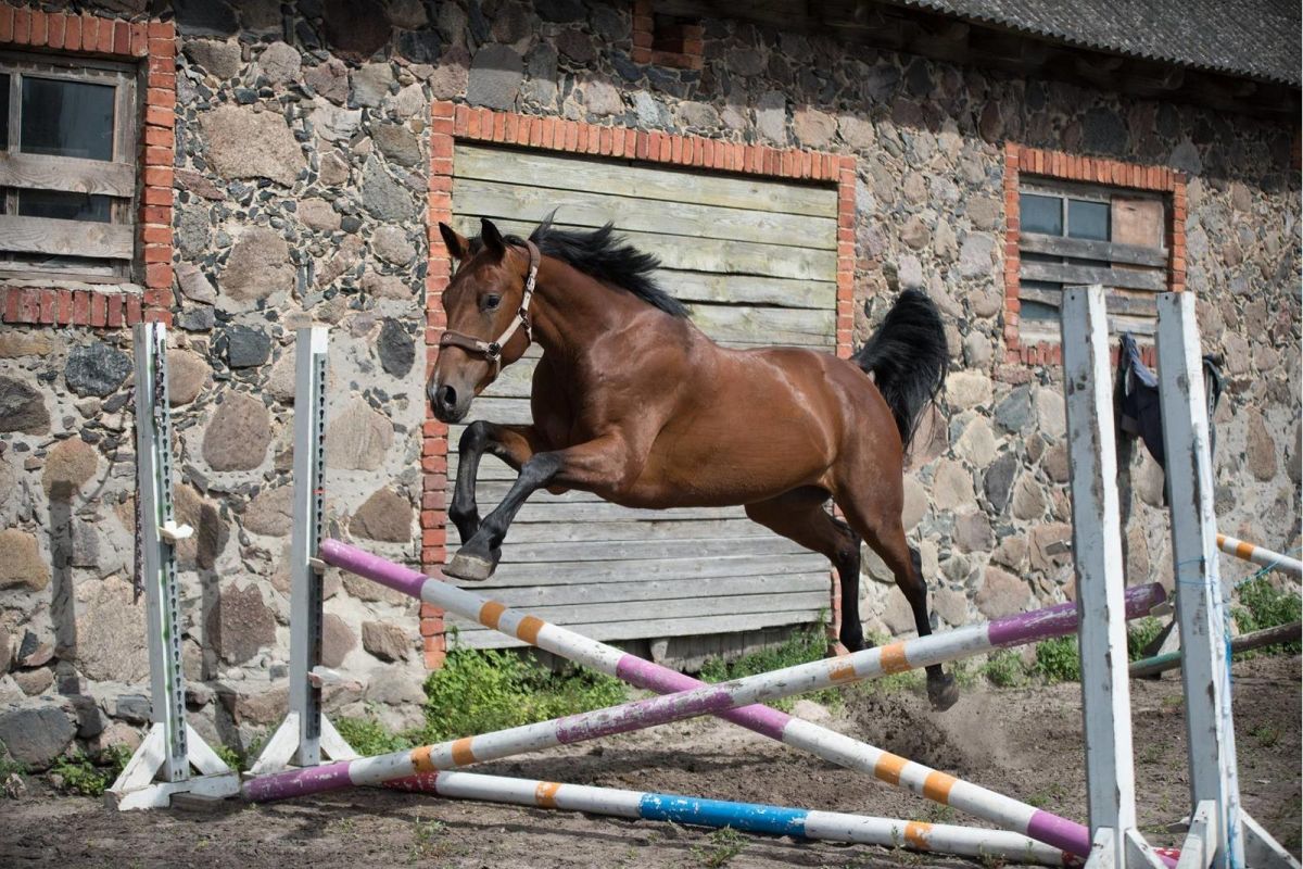 Конюшни Лаане