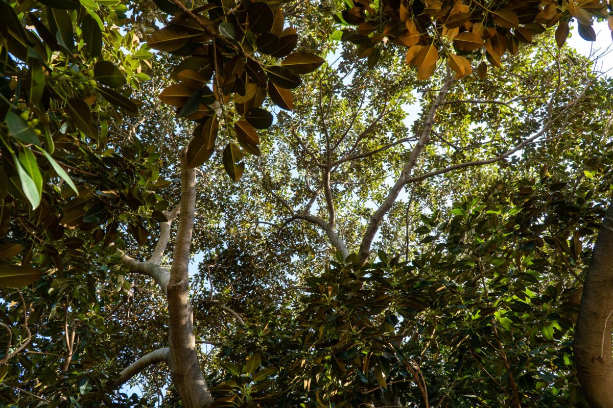 Сады дель Реал / Виверс