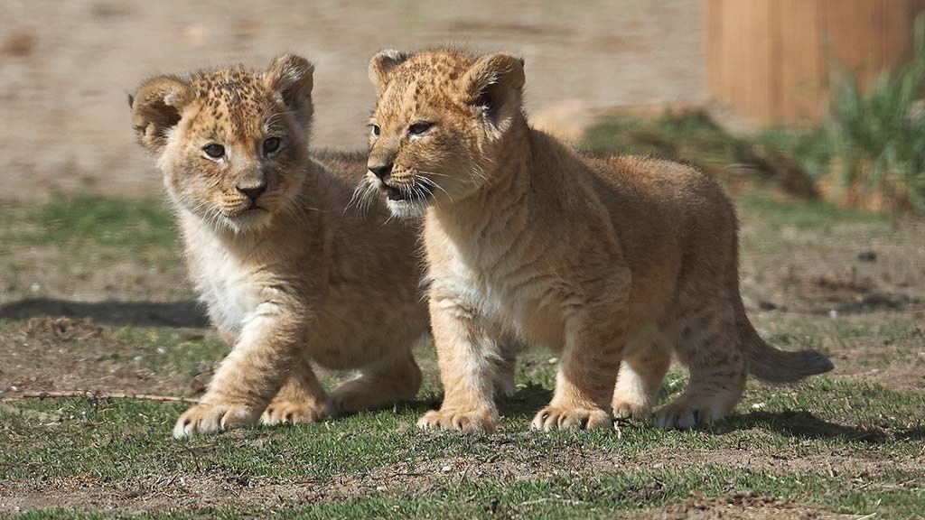 Зоопарк Оденсе