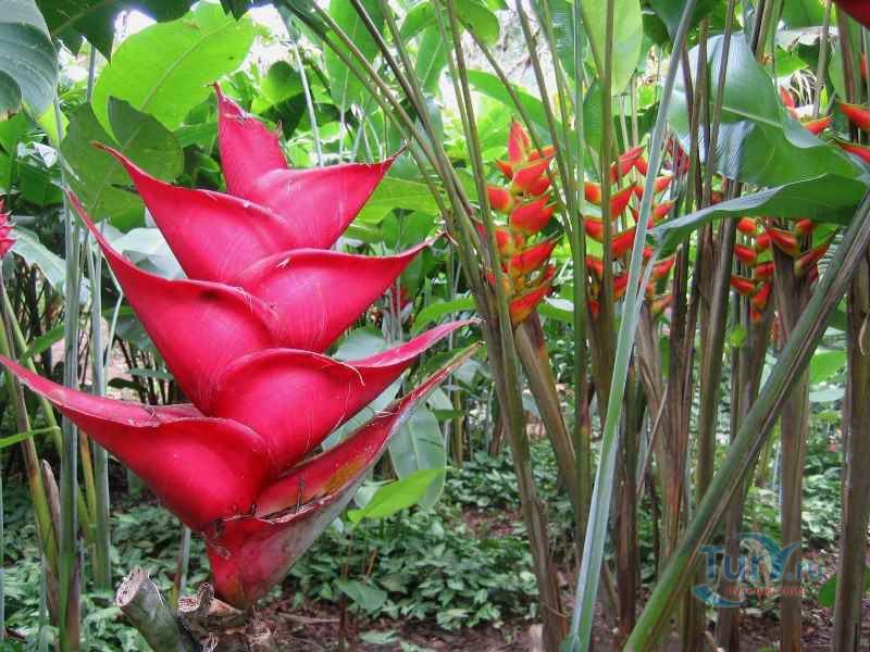 Ботанический сад Балата