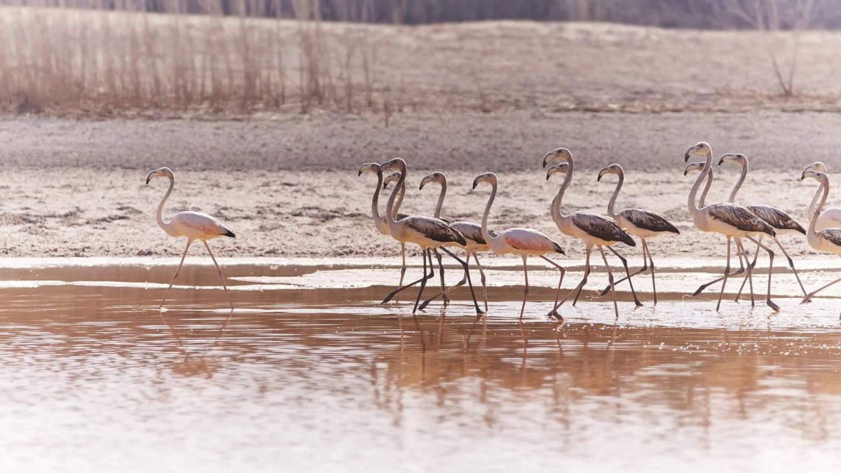 Заповедник водно-болотных угодий Аль-Ватба