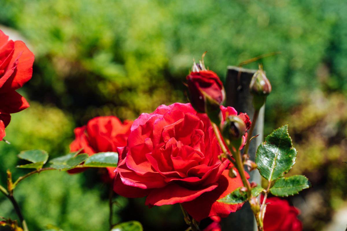 Батумский ботанический сад