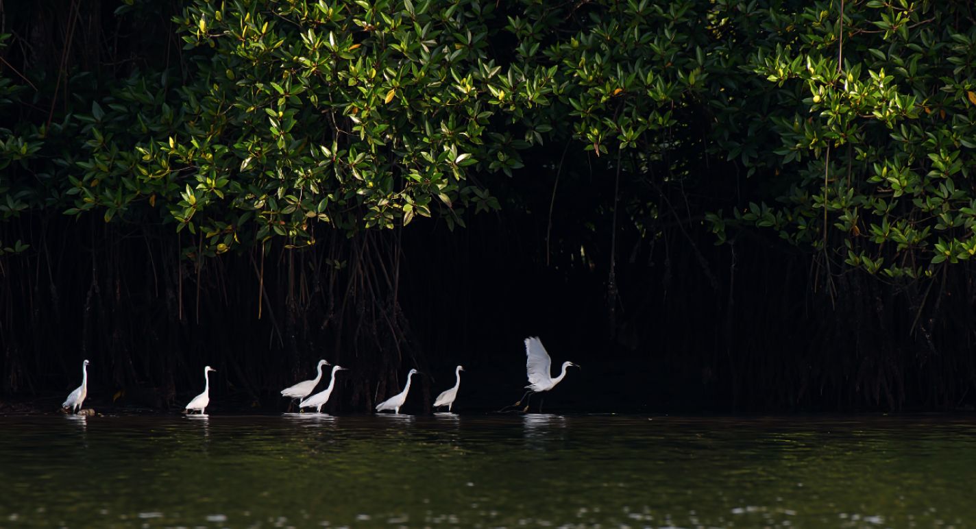 Река Мербок