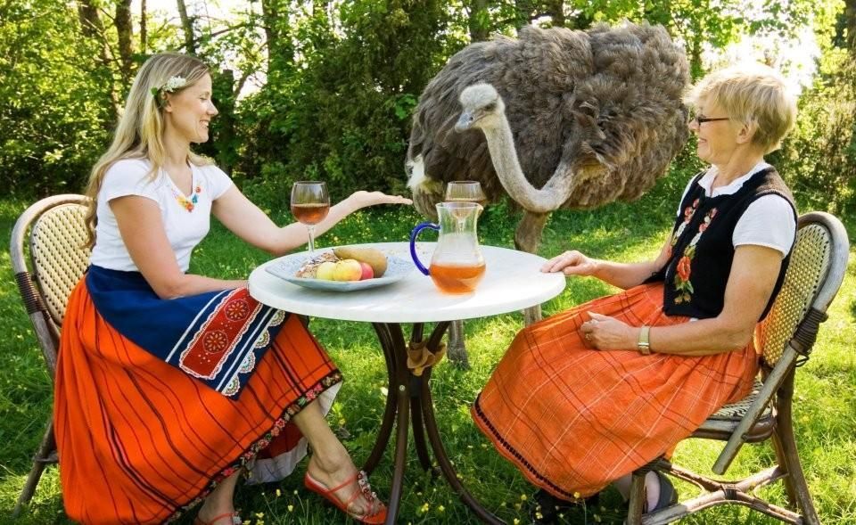 Страусиная ферма на острове Муху