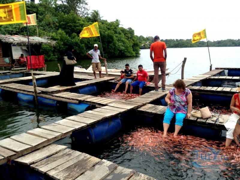 Рыбная ферма Мада Дува на реке Мадуганга в Балапитии