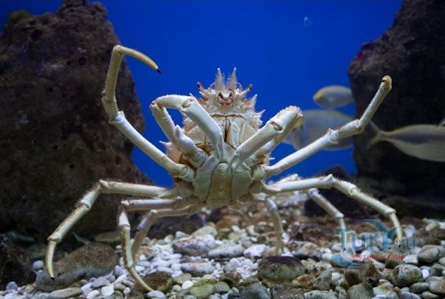 Аквариум o.Krk