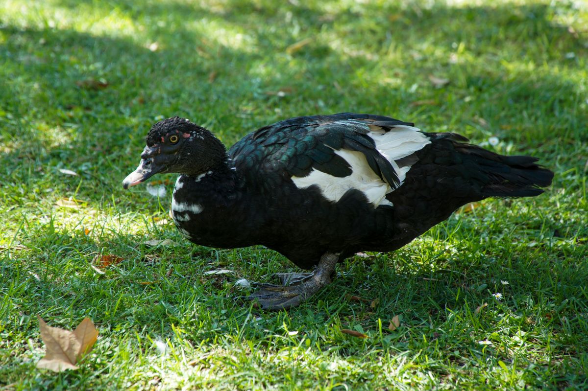 Жардим Браанкамп Фрейре